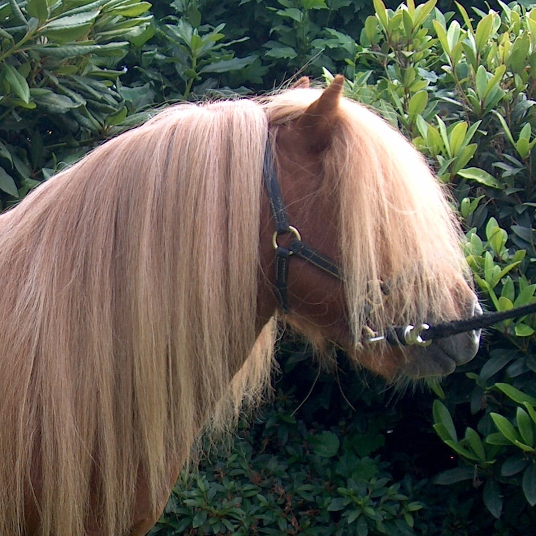 Gilles (Student) Walz