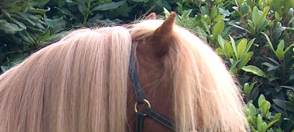 📰 Test News — Development Environment (DEV) 🧪✨